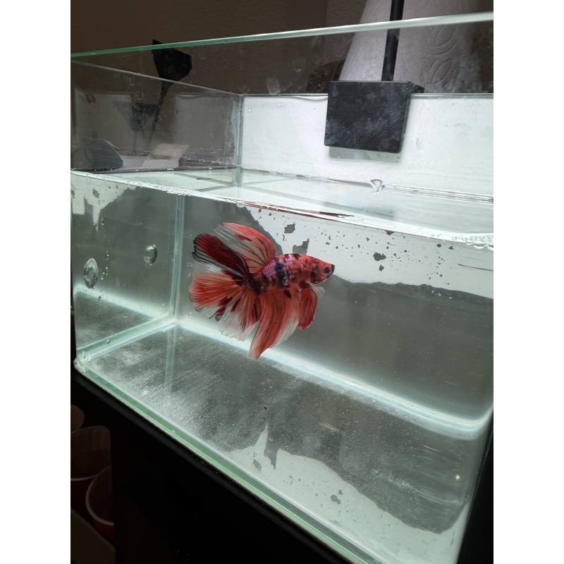 betta
