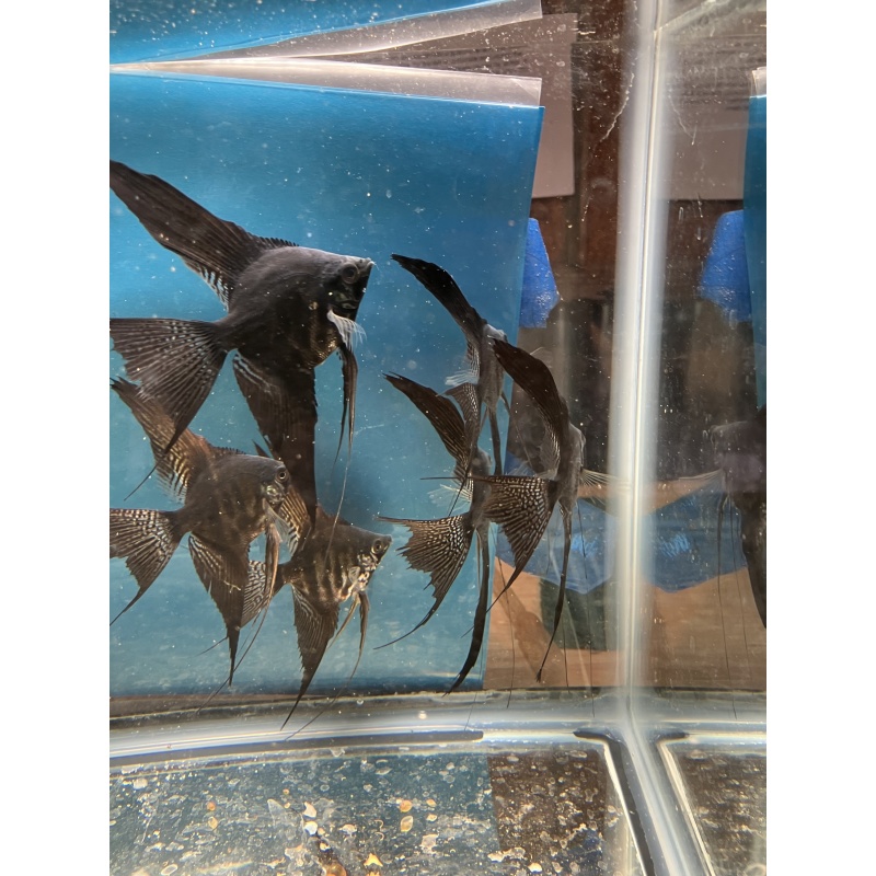 Dark zebra lace veil angelfish w/ free shipping