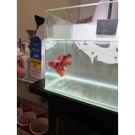 betta