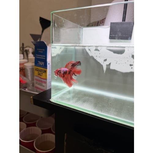 betta