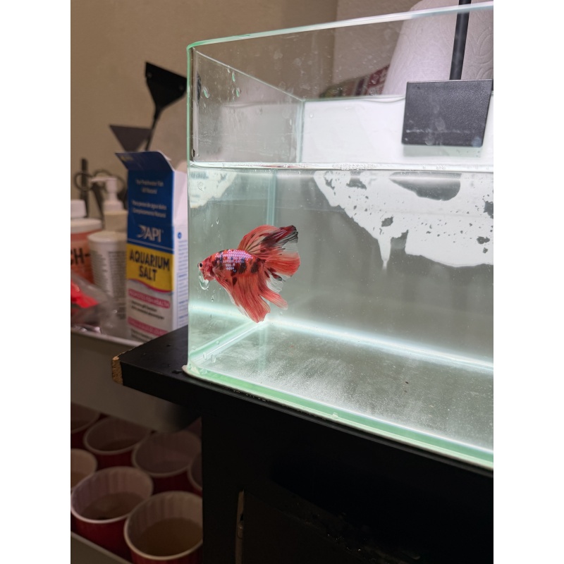 betta