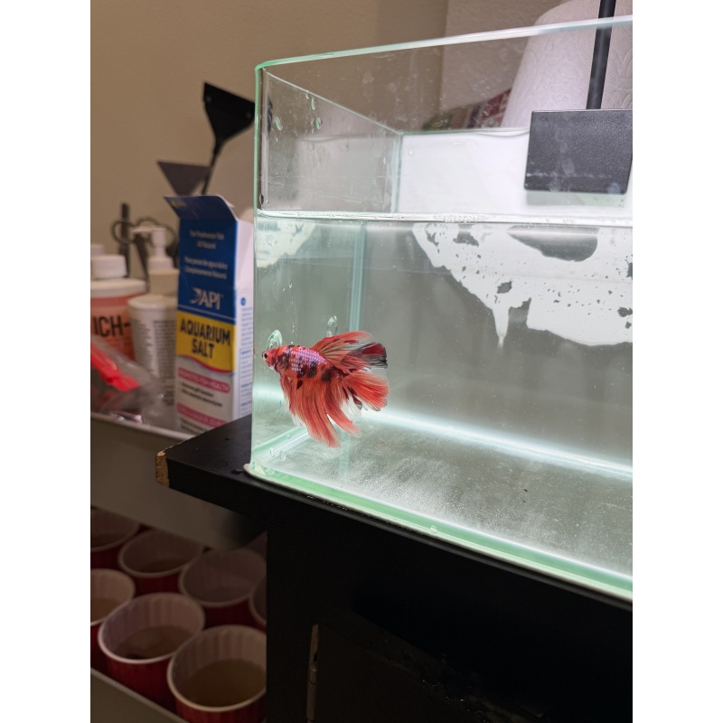 betta