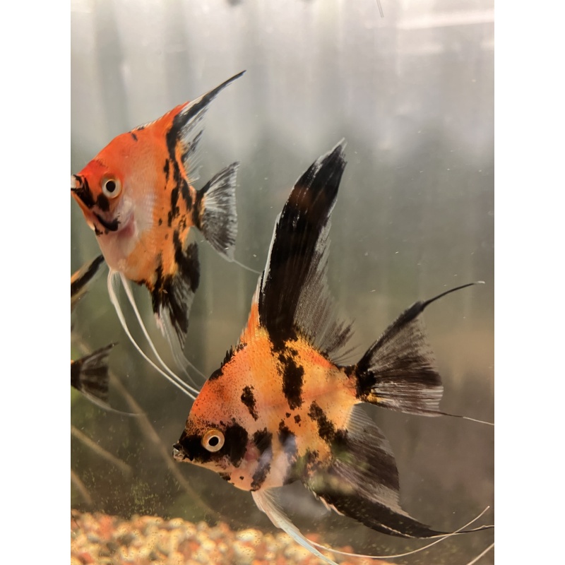 Koi angelfish