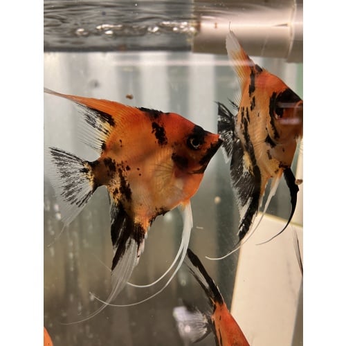 Koi angelfish