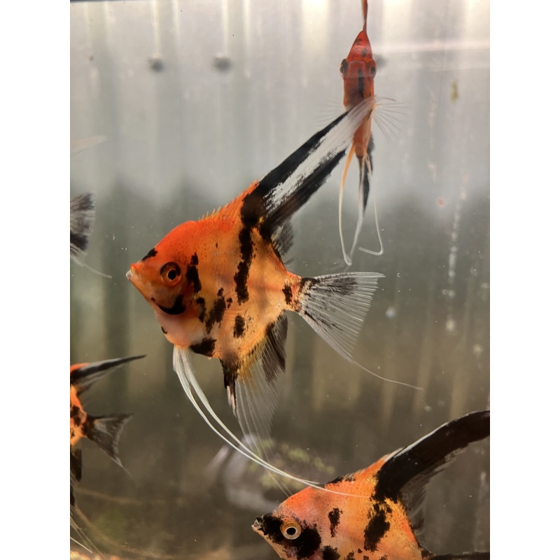 Koi angelfish