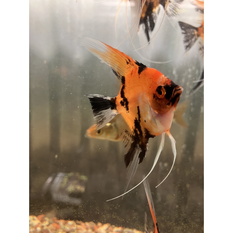 Koi angelfish