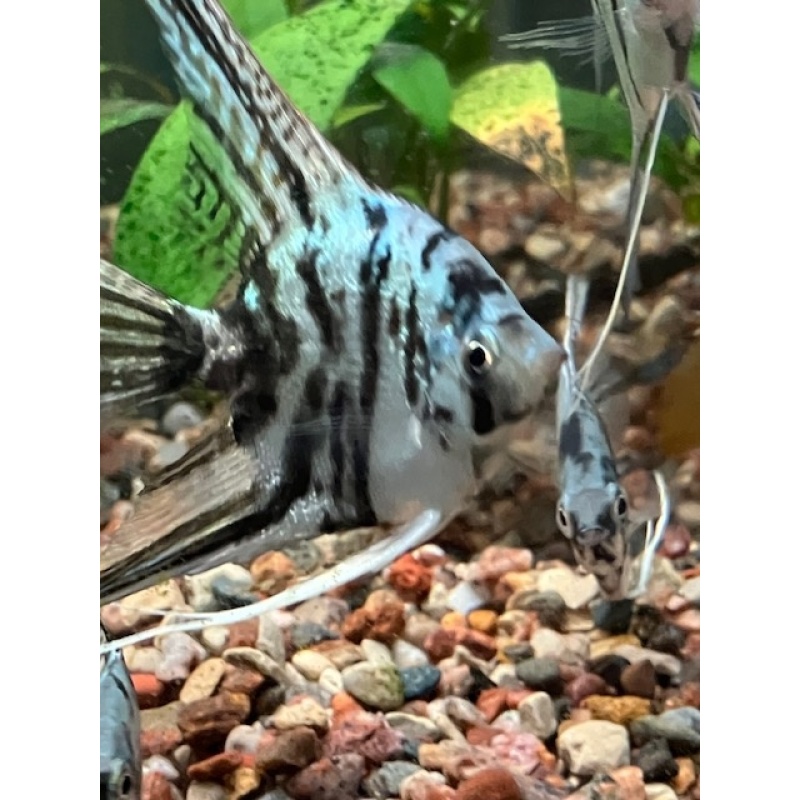 Angelfish