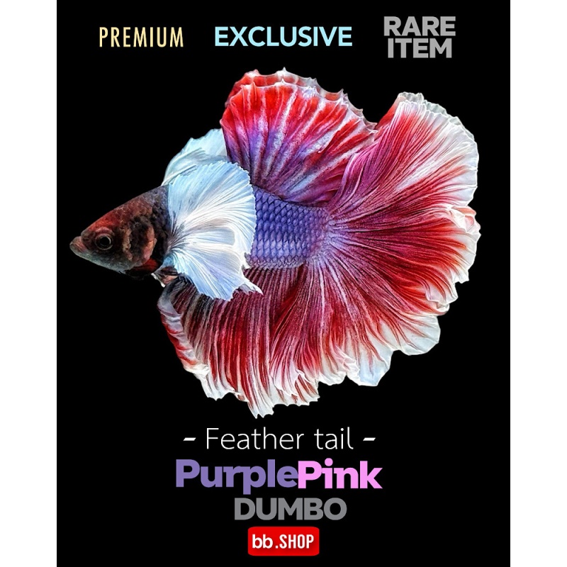 DUMBO PURPLE PINK ROSE TAIL 6620