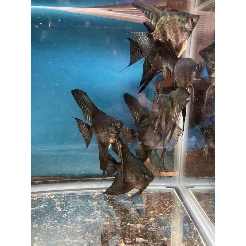 Pinoy pearl angelfish