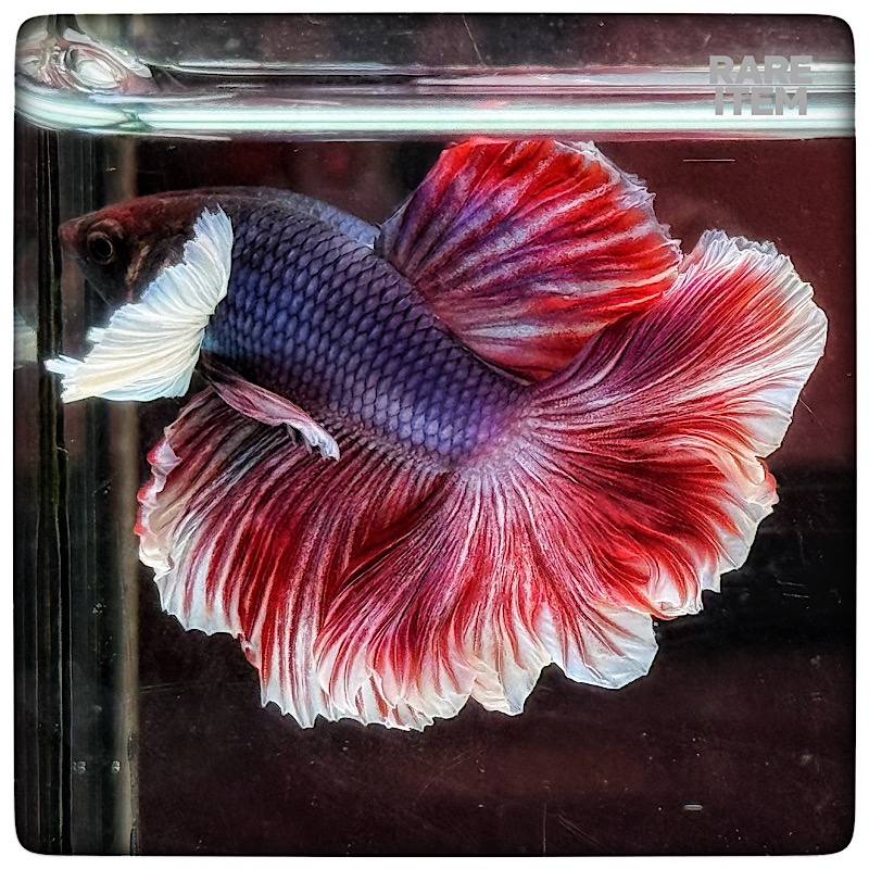 DUMBO PURPLE PINK ROSE TAIL 6620