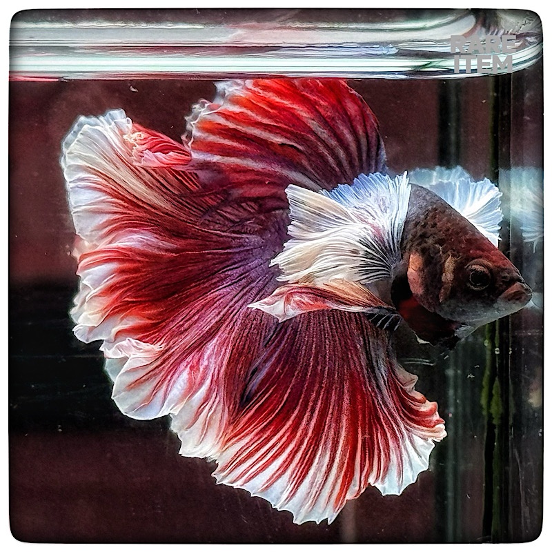 DUMBO PURPLE PINK ROSE TAIL 6620