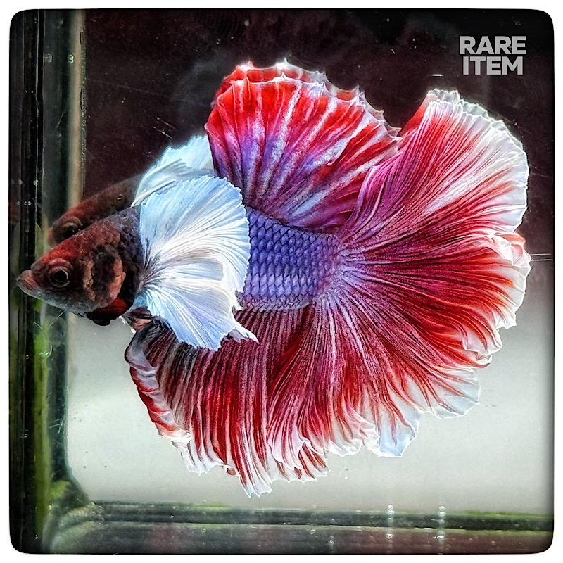 DUMBO PURPLE PINK ROSE TAIL 6620