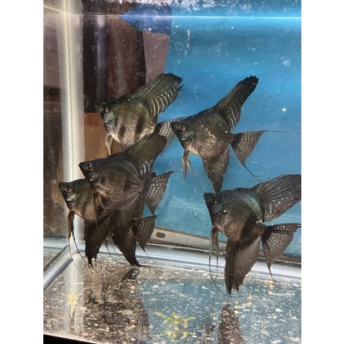 Pinoy pearl angelfish