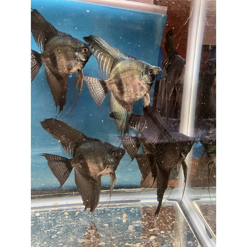 Pinoy pearl angelfish
