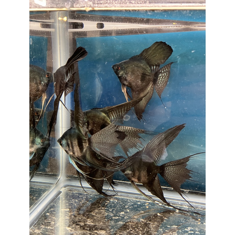 Pinoy Pearl Veil and standard group of 6 prebreeders