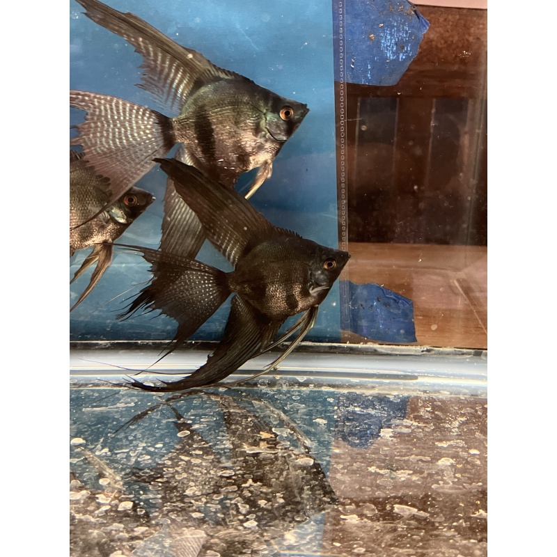 Pinoy Pearl Veil and standard group of 6 prebreeders
