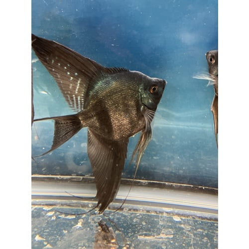 Pinoy Pearl Veil and standard group of 6 prebreeders