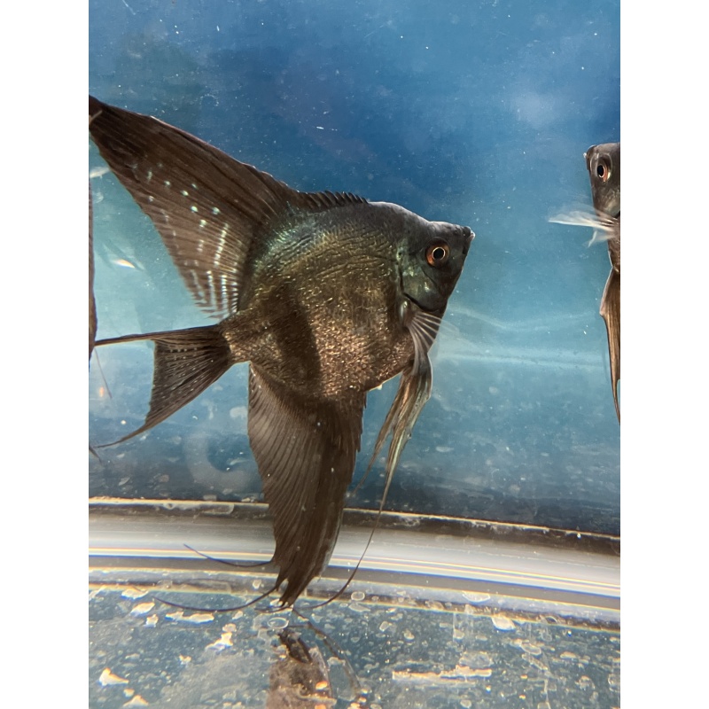 Pinoy Pearl Veil and standard group of 6 prebreeders