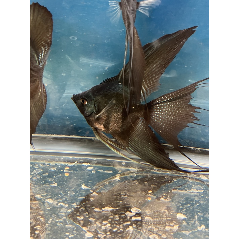 Pinoy Pearl Veil and standard group of 6 prebreeders