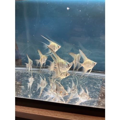 Philippine Blue Zebra veil angelfish