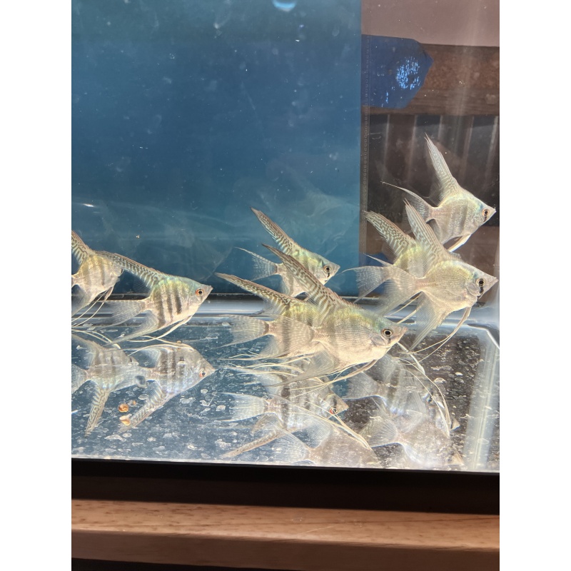 Philippine Blue Zebra veil angelfish