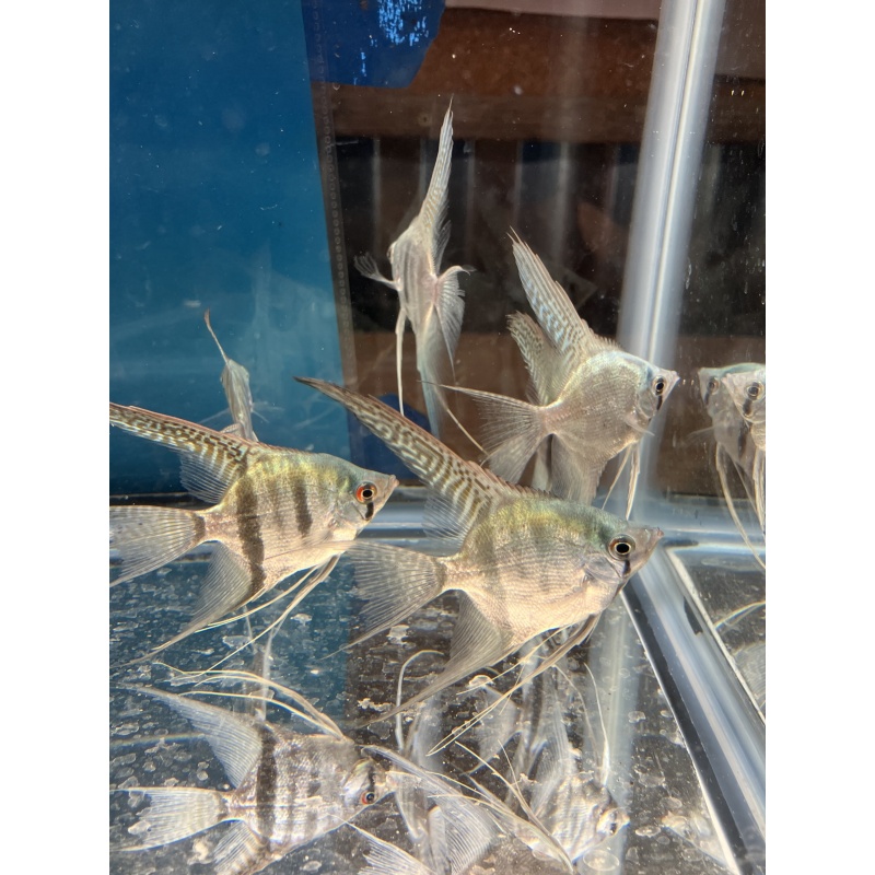 Philippine Blue Zebra veil angelfish