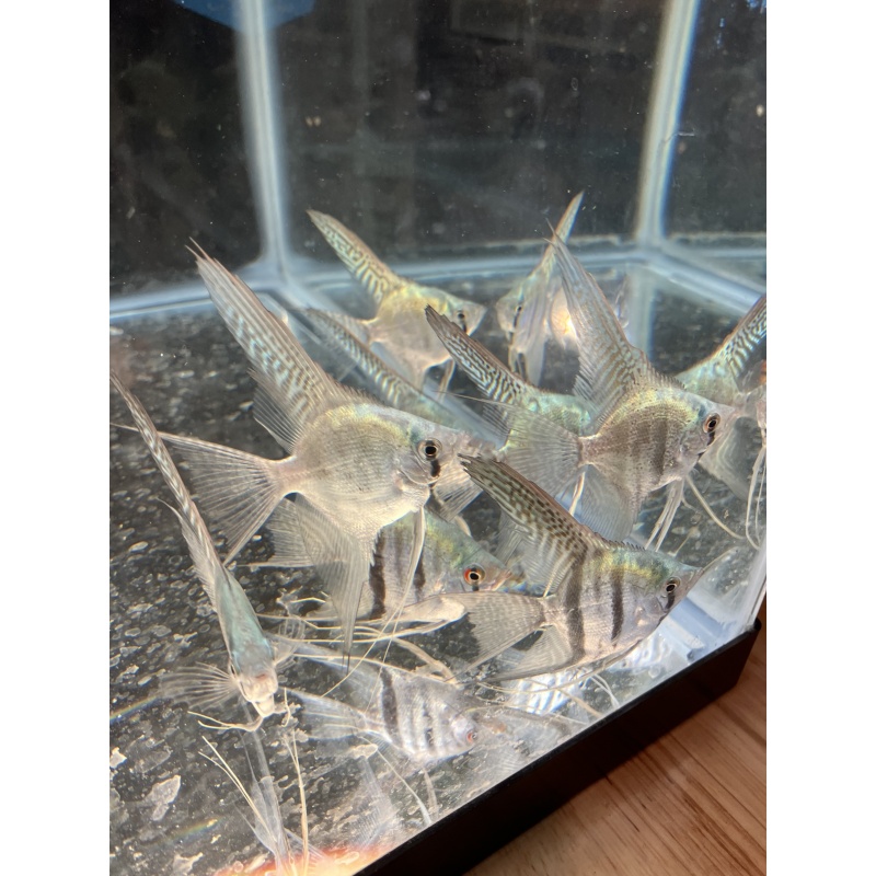 Philippine Blue Zebra veil angelfish