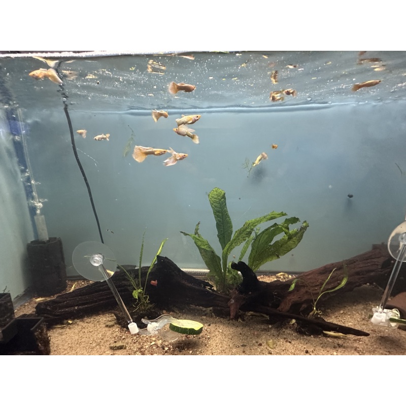 24k Guppy Pair