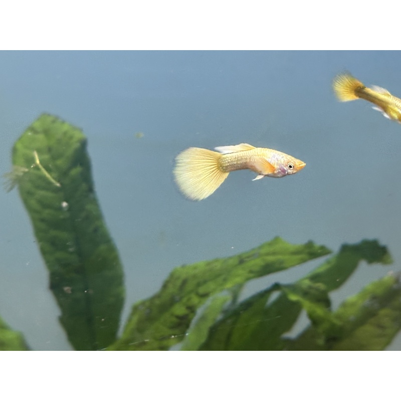24k Guppy Pair