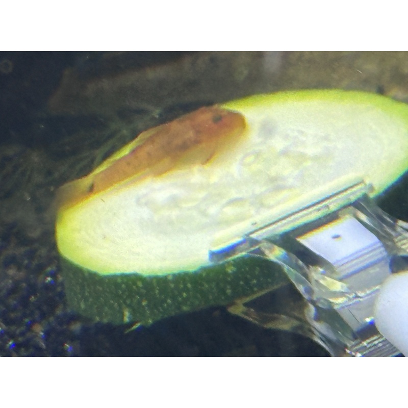 4 Super Red Bristlenose pleco short fin