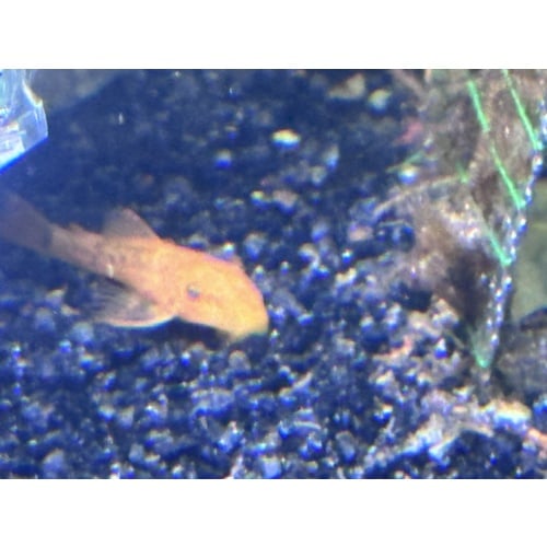 Super red Bristlenose pleco short fin