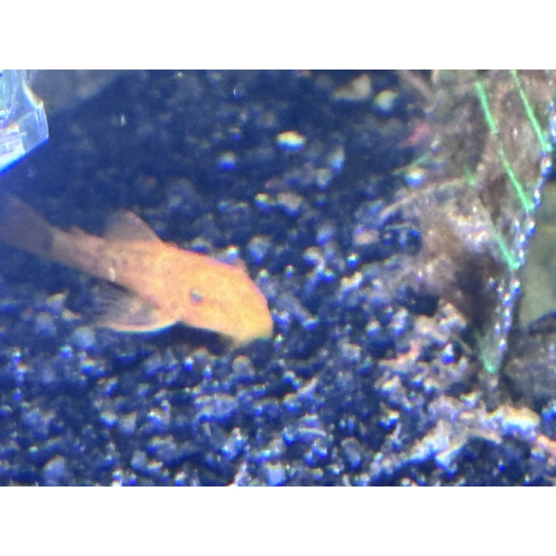 4 Super Red Bristlenose pleco short fin