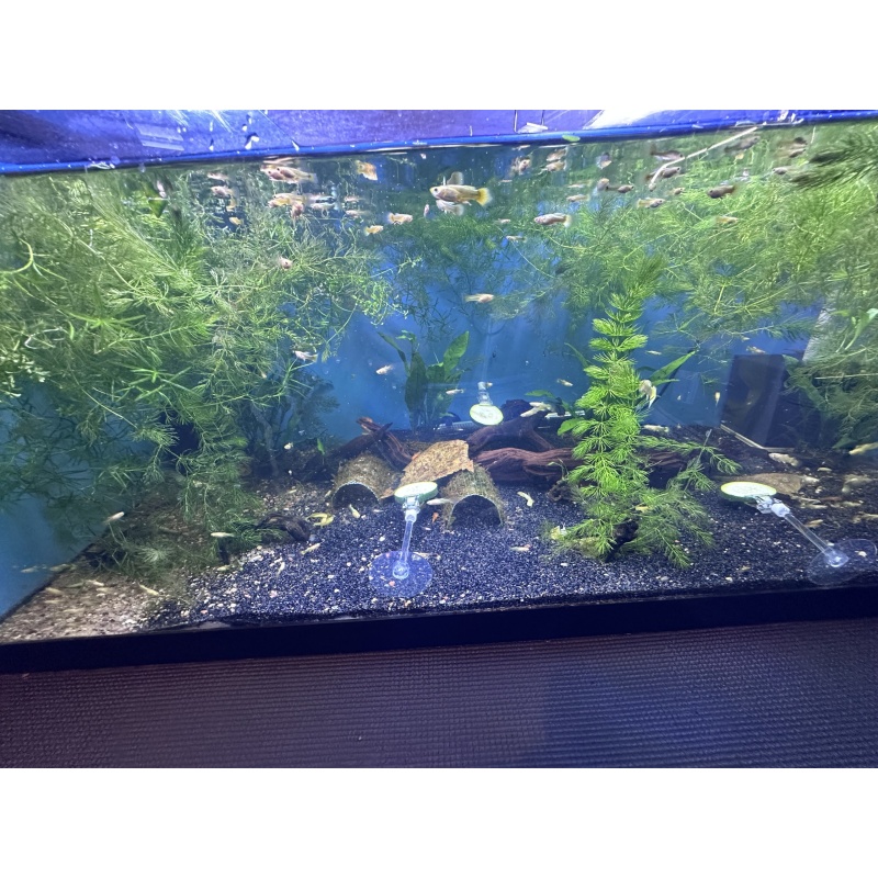 24k Guppy Pair