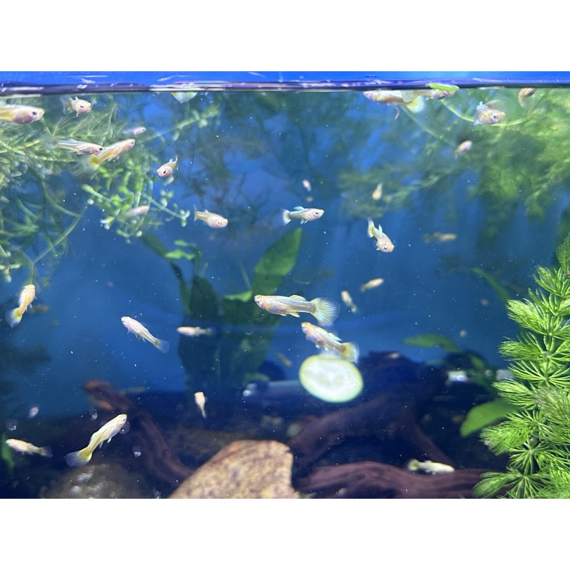 24k Guppy Pair