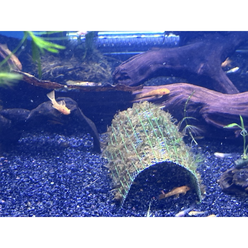 4 Super Red Bristlenose pleco short fin