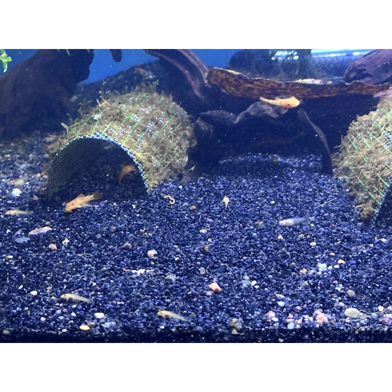 4 Super Red Bristlenose pleco short fin