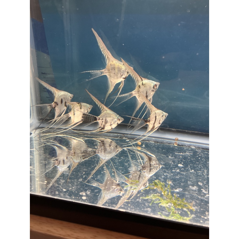 Philippine Blue Platinum Marble Veil Angelfish /Free Shipping