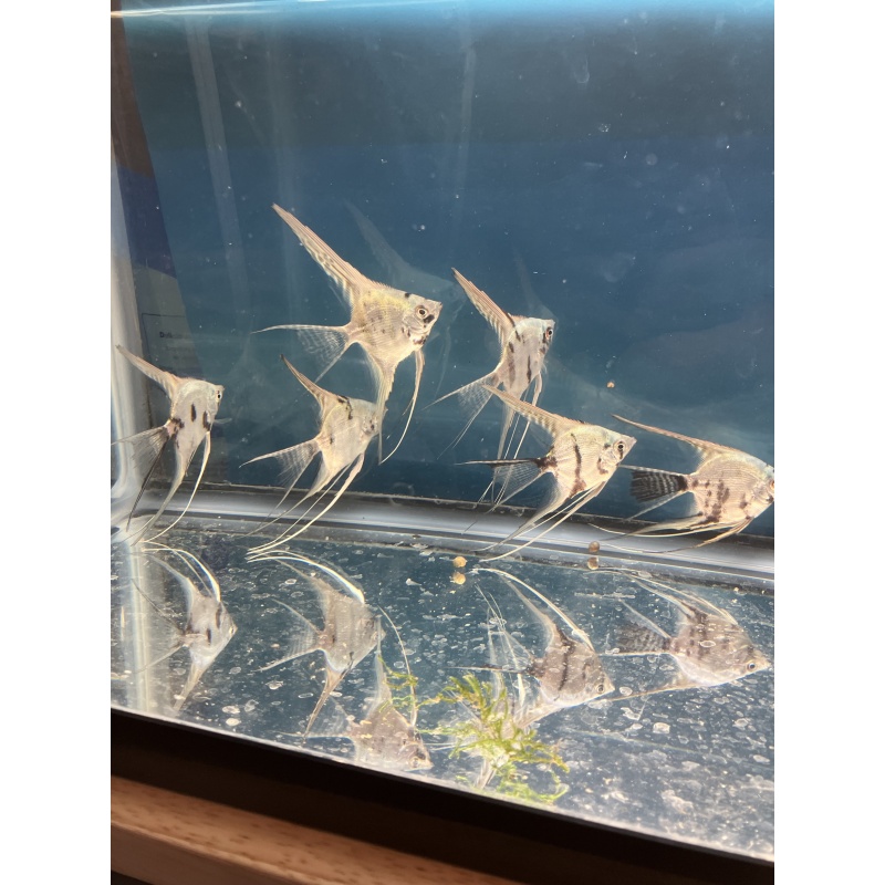 Philippine Blue Platinum Marble Veil Angelfish /Free Shipping