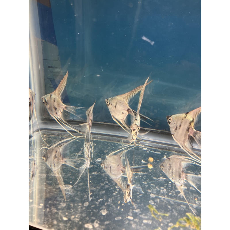 Philippine Blue Platinum Marble Veil Angelfish /Free Shipping