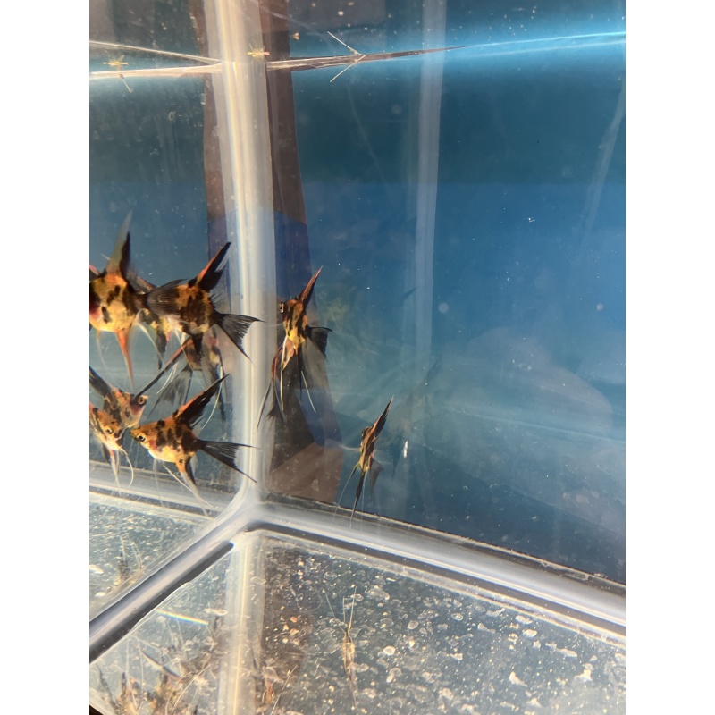 Koi Veil angelfish