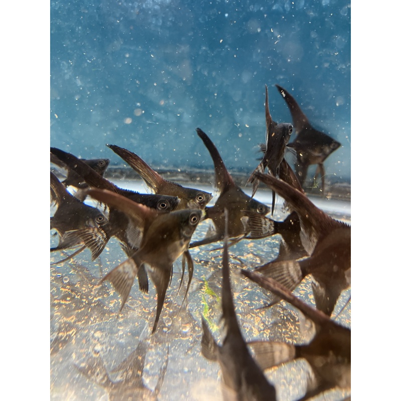 Black Veil Angelfish group of 20
