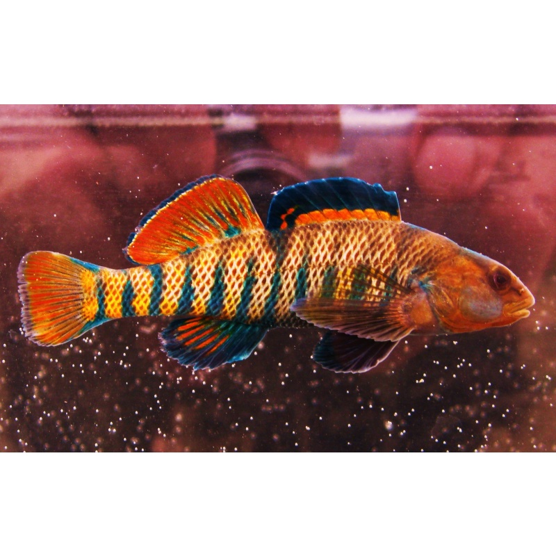 For sale 6 adult Rainbow Darters