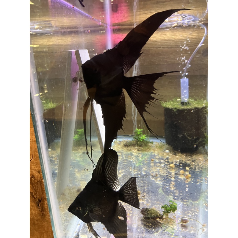 Black Veil Angelfish group of 20