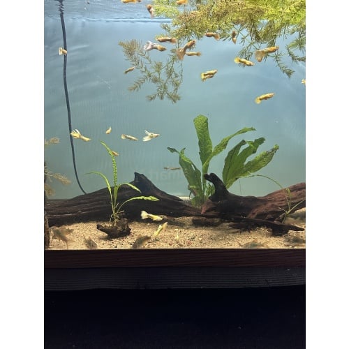 24K Guppy Male