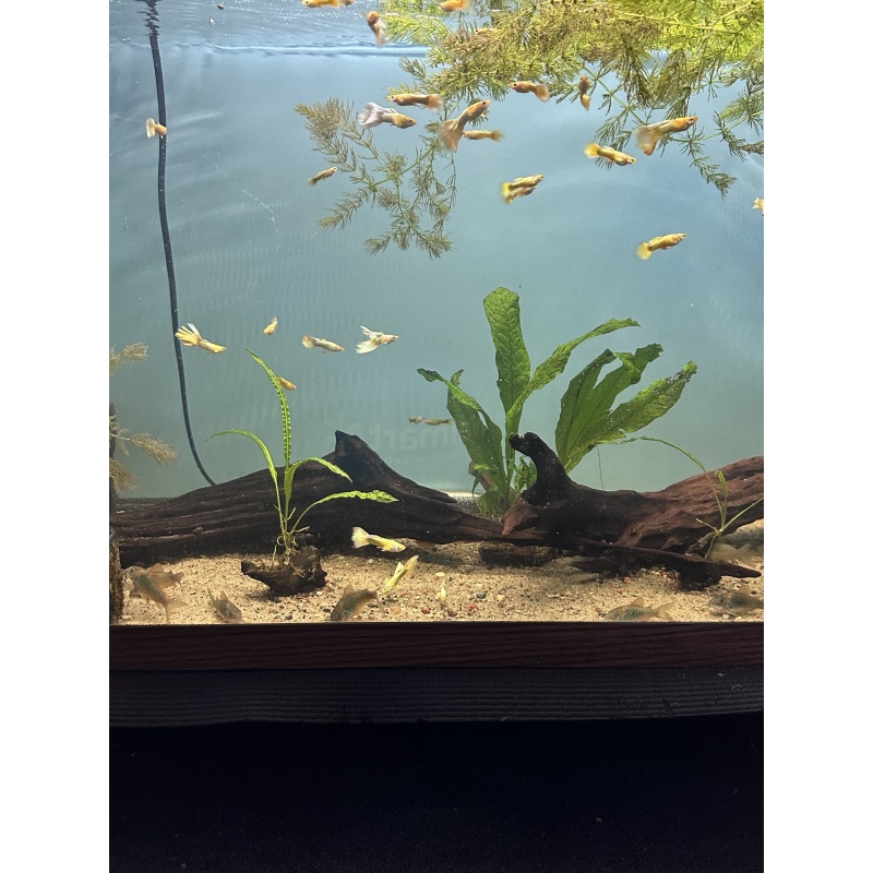 24K Guppy Male