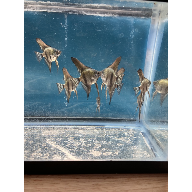 Pinoy Lace standard fin Angelfish qty 8 shipping included