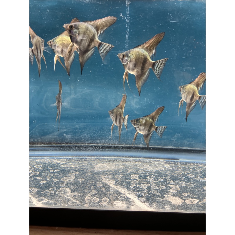 Pinoy Lace standard fin Angelfish qty 8 shipping included