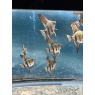 Pinoy Lace standard fin Angelfish qty 8 shipping included