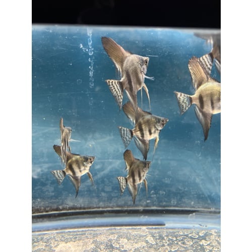 Pinoy Lace standard fin Angelfish qty 8 shipping included