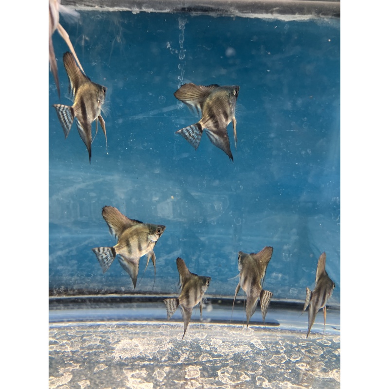 Pinoy Lace standard fin Angelfish qty 8 shipping included